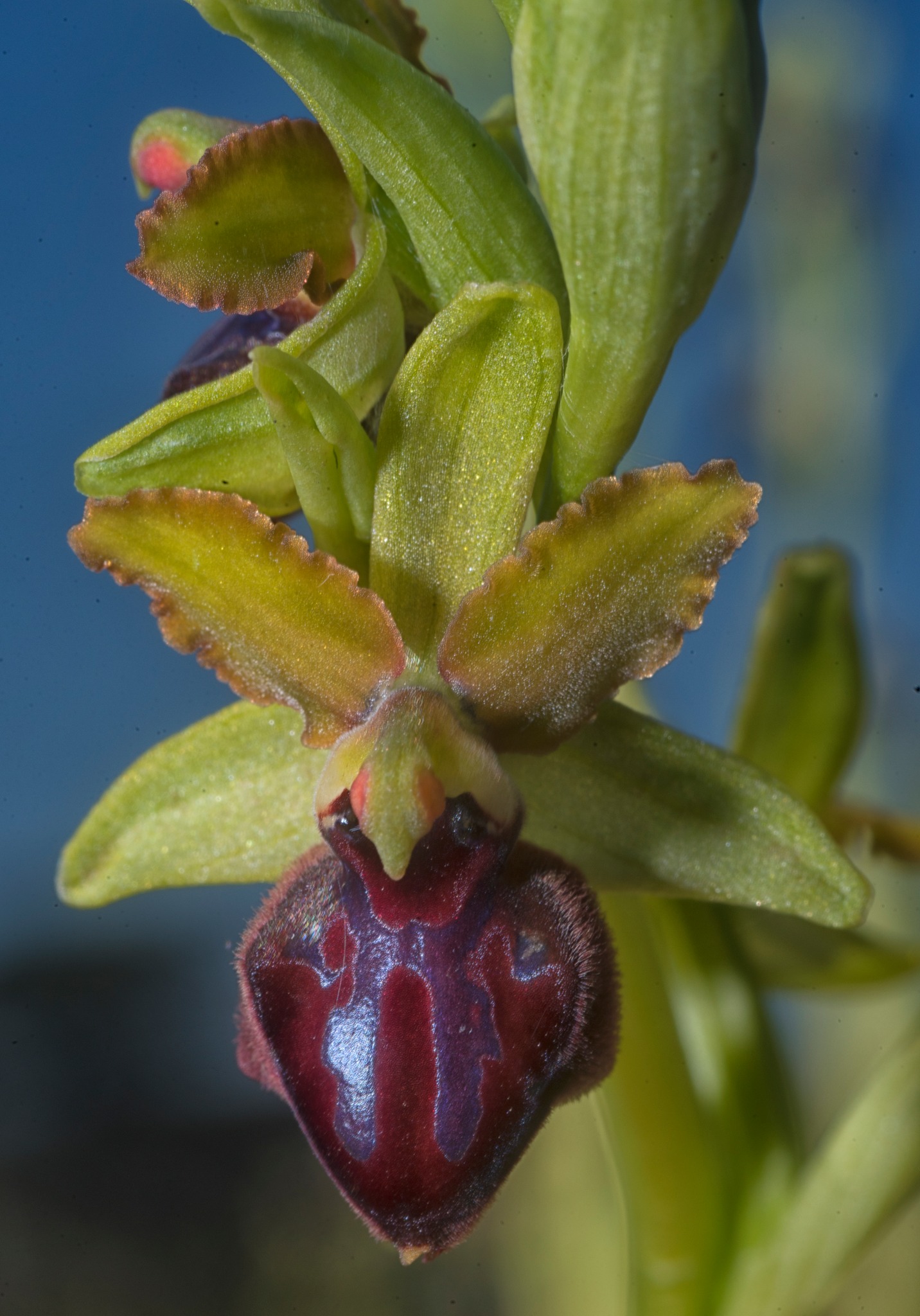 Che cosa chiamiamo davvero natura?